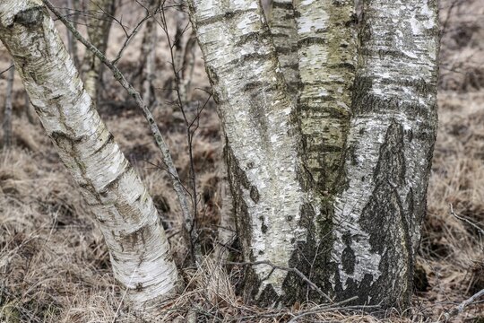 Birch trunks (Betula pendula), Emsland, Lower Saxony, Germany