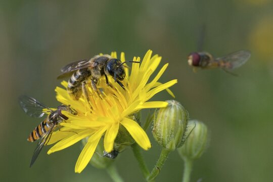 Apidae, bees, furrow bee, yellow-haired furrow bee, halictus scabiosae, hymenoptera, great banded furrow bee, honey bee-sized halictus, insects, wild bees