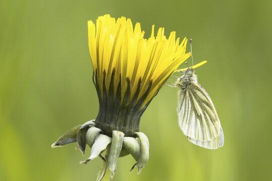 Green-veined white (Pieris napi), rape white butterfly on dandelion flower, Hesse, Germany