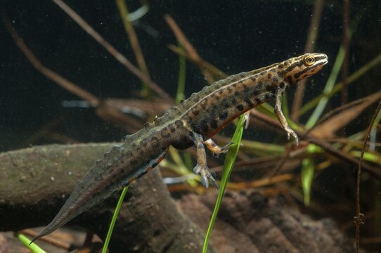 Lissotriton vulgaris meridionalis, Lissotriton vulgaris schreiberi, Schreiber's pond newt, smooth newt, pond newt spec., amphibians, caudata, amphibians, amphibians, amphibians, amphibians, amphibians, amphibians, amphibians, amphibians, amphibians, caudata, amphibians, amphibians, amphibians, amphibians, amphibians, amphibians, amphibians, amphibians, amphibians, amphibians, amphibians, amphibians, amphibians, amphibians, amphibians, amphibians, amphibians, amphibians, amphibians, amphibians, amphibians