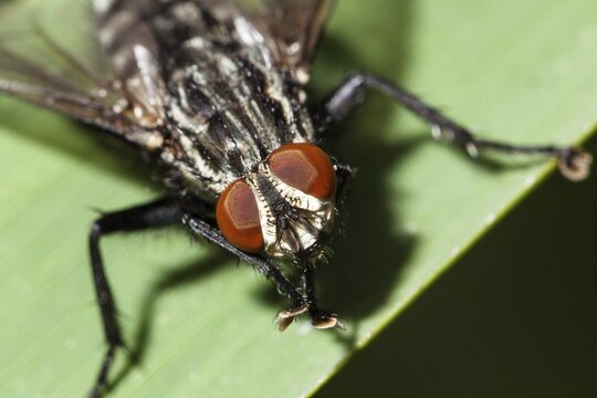 Insect, flesh fly (Sarcophaga sp.), fly eyes, compound eyes, Bavaria, Germany
