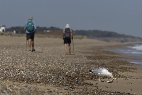 Herring gull (Larus argentatus) adult seagull bird eating a dogfish fish on a seaside beach, England, United Kingdom