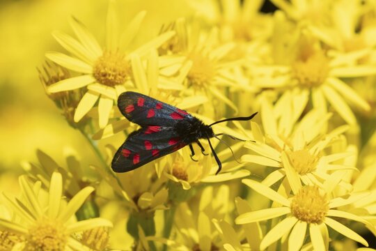 Six spot burnet moth (Zygaena filipendulae) adult insect feeding on Ragwort flower in summer, Suffolk, England, United Kingdom