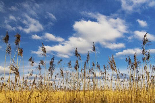 Clouds over the reeds on the southern shore of the D&uuml;mmer, inland lake, H&uuml;de, Lower Saxony, Germany