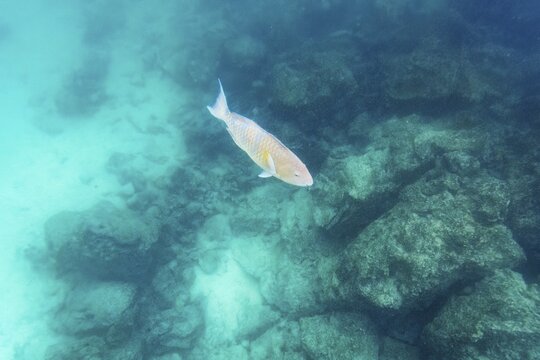Parrotfish (Scarus rubroviolaceus), underwater, Galapagos, Ecuador