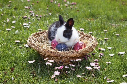 Rabbit (Oryctolagus cuniculus) in Easter nest on flower meadow in the garden, daisy (Bellis perennis), Upper Bavaria, Germany