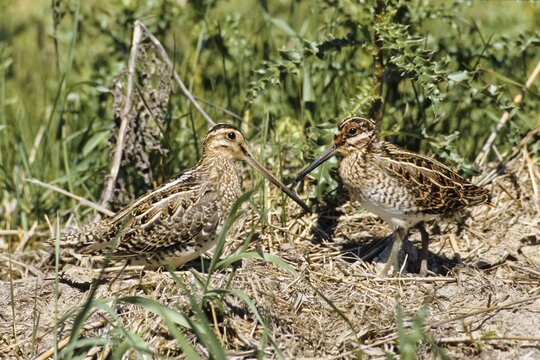 Common Snipe (Gallinago) with young birds, Bird of the Year 2013, Germany, Europe