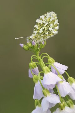 Orange tip (Anthocharis cardamines) on inflorescence of cuckoo flower (Cardamine pratensis), North Rhine-Westphalia, Germany