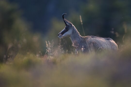 Chamois (Rupicapra rupicapra), La Bresse, Vosges, France