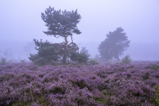 Flowering heather (Calluna vulgaris) with pine trees on a foggy morning in the Ahlhorner Heide, Ahlhorn, Lower Saxony, Germany