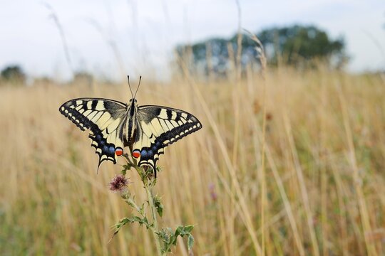 Swallowtail (Papilio machaon), North Rhine-Westphalia, Germany