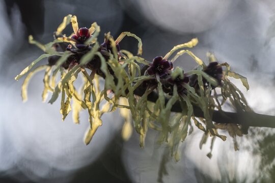 Witch hazel (Hamamelis mollis Pallida), Emsland, Lower Saxony, Germany