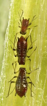 Aphids (Aphidoidea), pests, macro shot, Baden-W&uuml;rttemberg, Germany