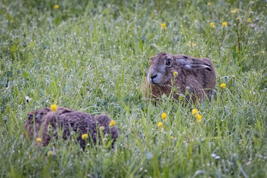European hare (Lepus europaeus) hiding in the wet tall grass, Stuttgart, Rosensteinpark, Baden-W&uuml;rttemberg, Germany