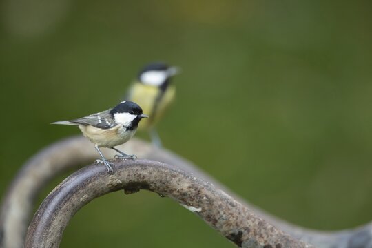 Coal tit (Periparus ater) adult garden bird on a wheel barrow handle, England, United Kingdom