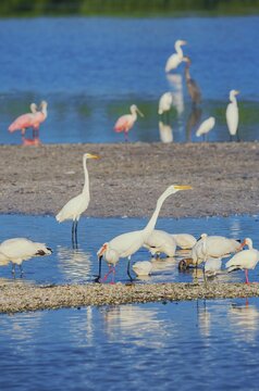 Group of Great white egrets (Ardea alba) fishing, Sanibel Island, J.N. Ding Darling National Wildlife Refuge, Florida, USA