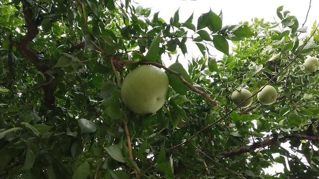 Close Up of Unripe Bael Fruit Hanging from Tree Branch in Orchard Garden