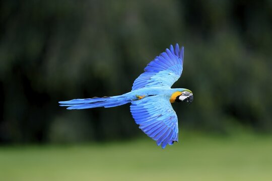 Blue and yellow macaw (Ara ararauna), adult, flying, parrot, Brazil