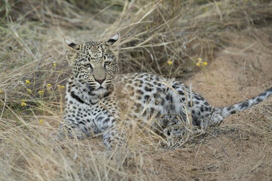 Leopard (Panthera pardus) in tall grass, Khomas Region, Namibia