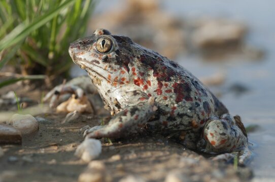 Common spadefoot, garlic toad, pelobates fuscus, amphibians, amphibians, amphibians, amphibians, toads