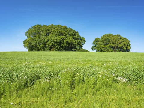 Green field with Bronze Age burial mounds under a blue sky, Woorker Berge burial mound, R&uuml;gen Island, Mecklenburg-Western Pomerania, Germany