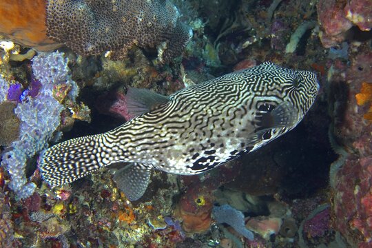 A black-and-white patterned pufferfish, map pufferfish (Arothron mapa), swims near colorful corals. SD Dive Site, Nusa Ceningan, Nusa Penida, Bali, Indonesia