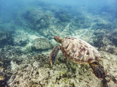 Green turtle (Chelonia mydas), underwater, Galapagos, Ecuador