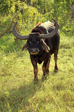 Wild water buffalo (Bubalus arnee), adult male, Yala National Park, Sri Lanka