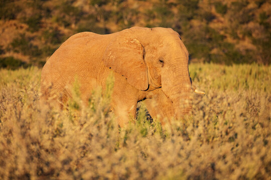 Bull Elephant walking in shrubland at dolomite camp