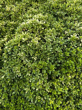 Fresh green leaves pattern background of a bush