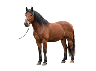 Obraz premium Chestnut horse with black mane and halter standing isolated on transparent background