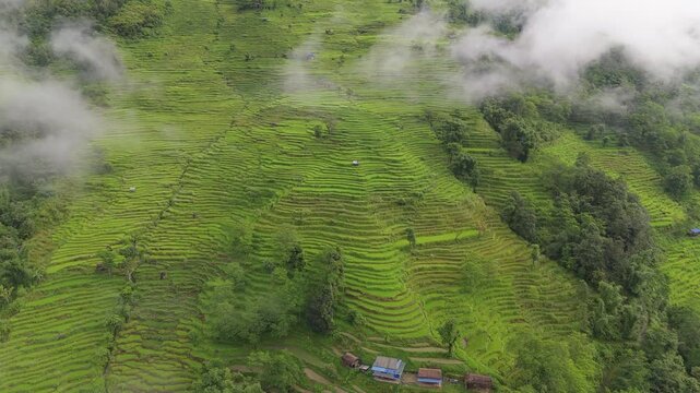 Aerial view of neatly stepped rice terraces climbing a forested ridge under soft patchy morning cloud in Nepal