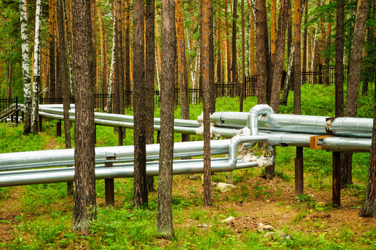 Silver insulated pipes running through a green pine forest. Metal supports and valves along the above ground pipeline among tall trunks, industrial background