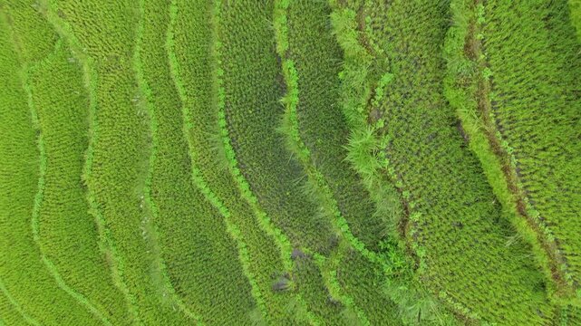 Overhead drone shot of straight lined rice paddy rows creating a striped green texture pattern in rural Nepal
