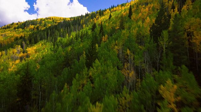 Aspen grove flythrough FPV yellow leaves and wind autumn falls drone video Colorado 4K