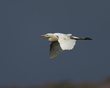 Cattle Egret (Bubulcus ibis) Flying Against Dark Background in Cyprus