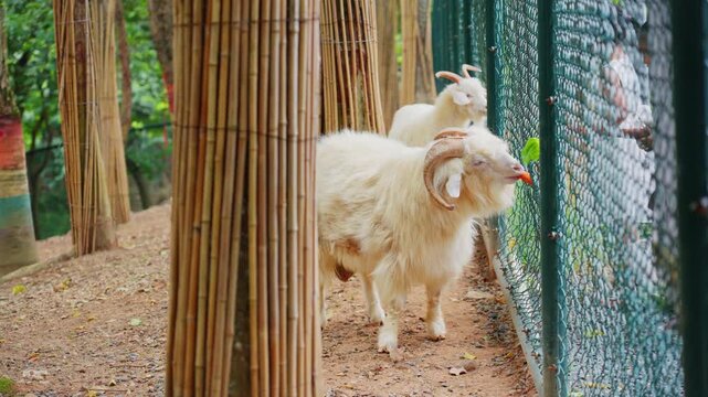 A herd of white curly-horned goats on a gravel field next to a bamboo fence