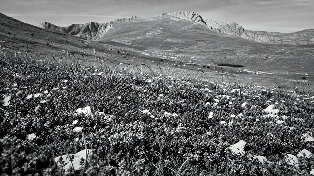 Sunny meadow filled with wild thyme and distant mountains