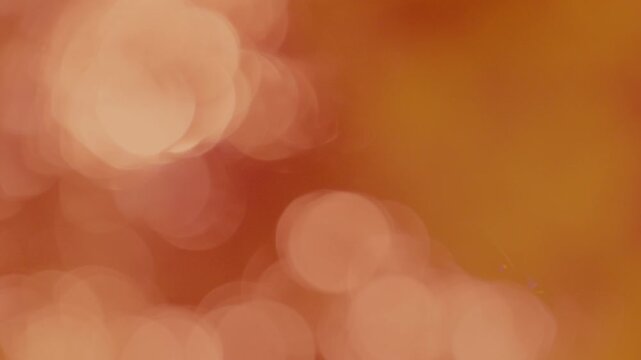 Glistening dusty rose leaf bokeh, scattered sunset light reflecting on swaying branches, cozy warm organic background.