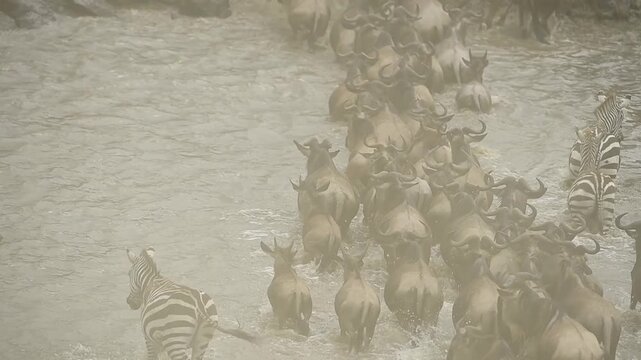 Dramatic river crossing action of massive herd of zebras and wildebeests stampeding across the Mara River during the Great Migration.