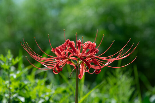 Vibrant red spider lily flower in full bloom with delicate long stamens against green blurred background with copy space