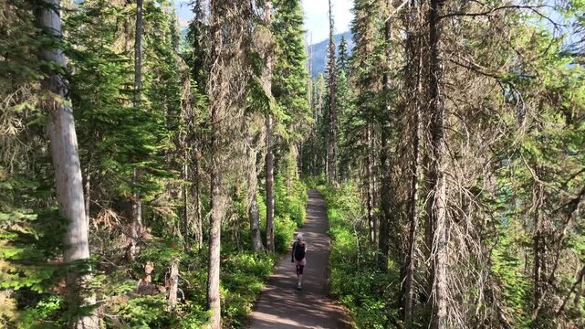 top view of Hiker walking along winding dirt path surrounded by tall trees in lush green forest, enjoying summer travel and nature in Canadian Rockies in Yoho National Park, British Columbia, Canada