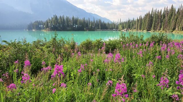 Fireweed wildflowers blooming along the shoreline of turquoise Emerald Lake, reflecting the surrounding spruce and fir forest and distant mountains in Yoho National Park, British Columbia, Canada