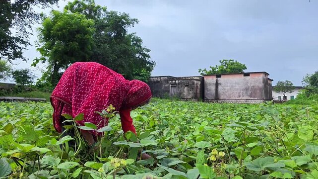 Indian female farmer harvesting mung beans in green agricultural field