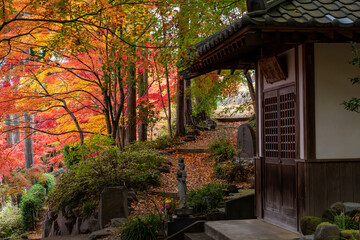 Fototapeta premium 秋の寺院と鮮やかな紅葉の風景