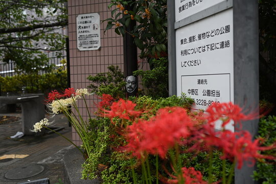 秋の訪れを告げる鮮やかに咲く赤と白の彼岸花 Brightly blooming red and white spider lilies signaling autumn