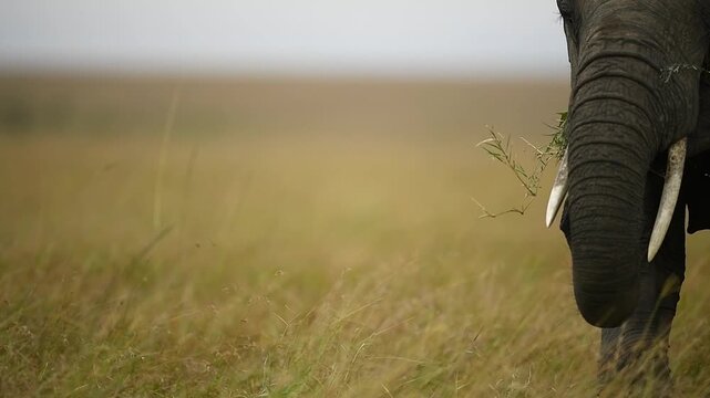 Detailed shot of a wild elephant foraging with its trunk to feed on green bush foliage. 