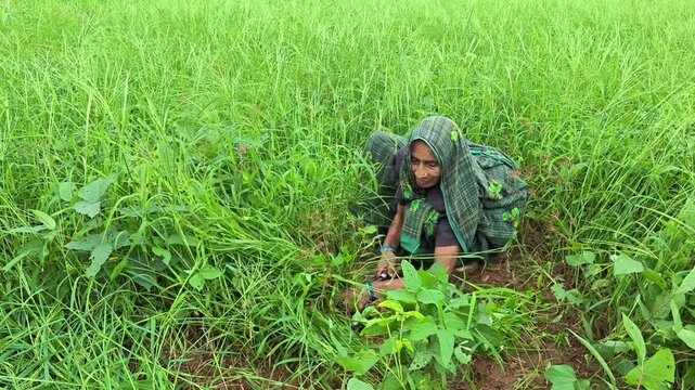 Indian female farmer cutting green grass with sickle