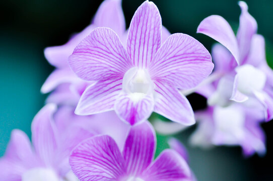 Dendrobium, Dendrobium Burana Stripe or Dendrobium Orchid Burana Pink Stripe or white and purple orchid flower