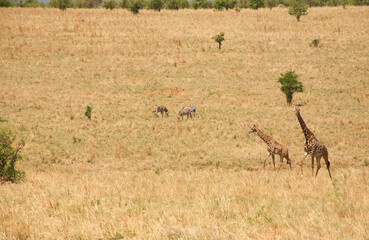 Fototapeta premium Massai-Giraffen und Zebras in weiter Serengeti-Landschaft